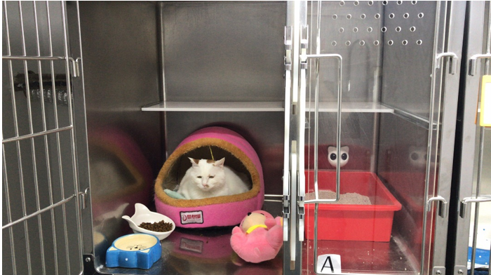 宠物医生墙裂推荐的宠物主义智能猫砂盆监测仪到底好在哪里?