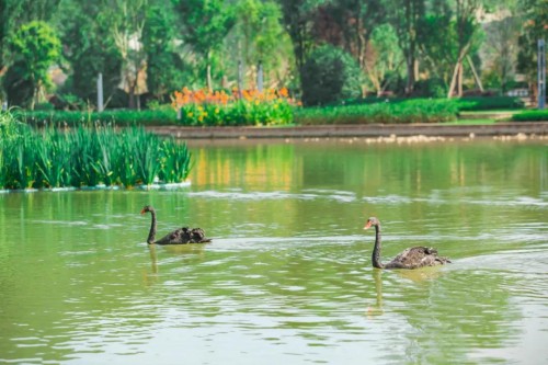 2020上半年阆中楼市成交榜出炉，山湖语健康城问鼎阆中！